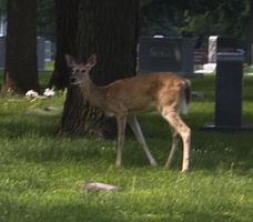 308-7088 Graceland Cemetery Sioux City Iowa: Deer