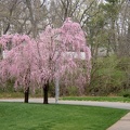 20030403-1012-Pink-Tree-Man-1280x1024