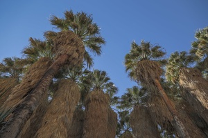 406-9890 - Palm Canyon Trail - Oasis California Fan Palms