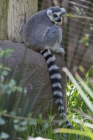 408-8760 Safari Park - Lemur