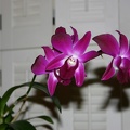 100_0032_Orchid.jpg