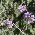 306_8617_NM_Pecos_Wildflower.jpg