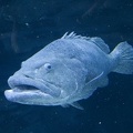 308_2981_FLLW_Georgia_Aquarium_Ocean_Voyage_Fish.jpg