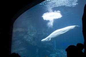 308-3175-FLLW-Georgia-Aquarium-Belugas.jpg