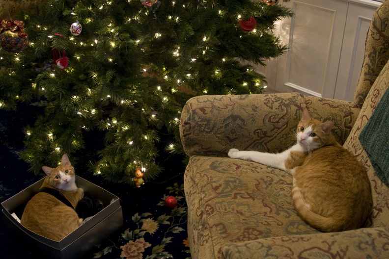 310-1118-Cats-and-the-Christmas-Tree-2007.jpg