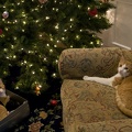 310-1118-Cats-and-the-Christmas-Tree-2007.jpg
