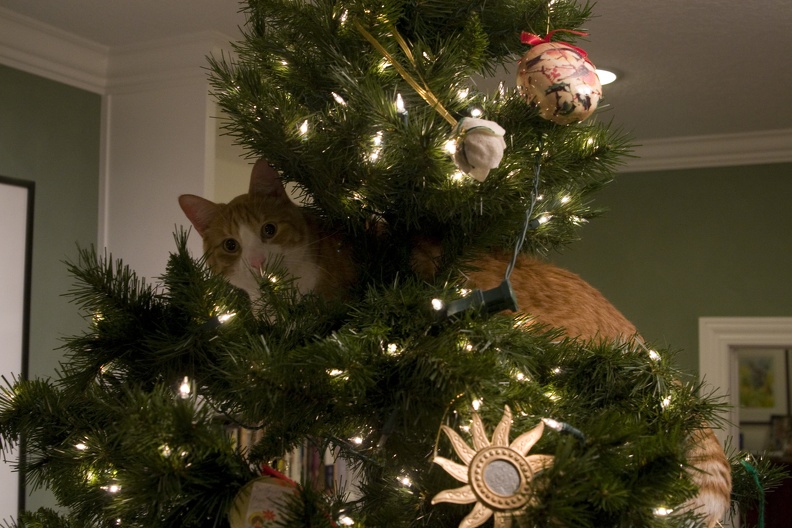 310-1169-Cats-and-the-Christmas-Tree-2007.jpg