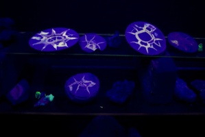 309-8614-Baxter-Springs-Museum-UV-Fluorescent-Minerals.jpg
