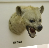 309-9476-Safari-Museum-Hyena.jpg