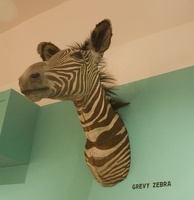 309-9566-Safari-Museum-Grevy-Zebra.jpg