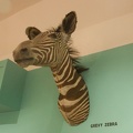 309-9566-Safari-Museum-Grevy-Zebra.jpg