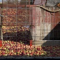 309-6501-Apples-Ready-for-the-Cider-Mill.jpg