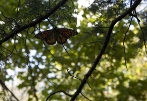 309-6865-Mine-Creek-Battlesite-Butterfly.jpg