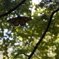309-6865-Mine-Creek-Battlesite-Butterfly.jpg