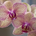 307_5696_Orchids.jpg