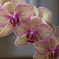307_5697_Orchids.jpg