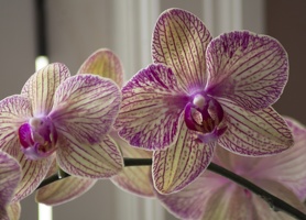 307_5706_Orchids.jpg