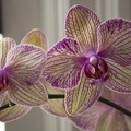 307_5706_Orchids.jpg