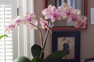 307_5709_Orchids.jpg