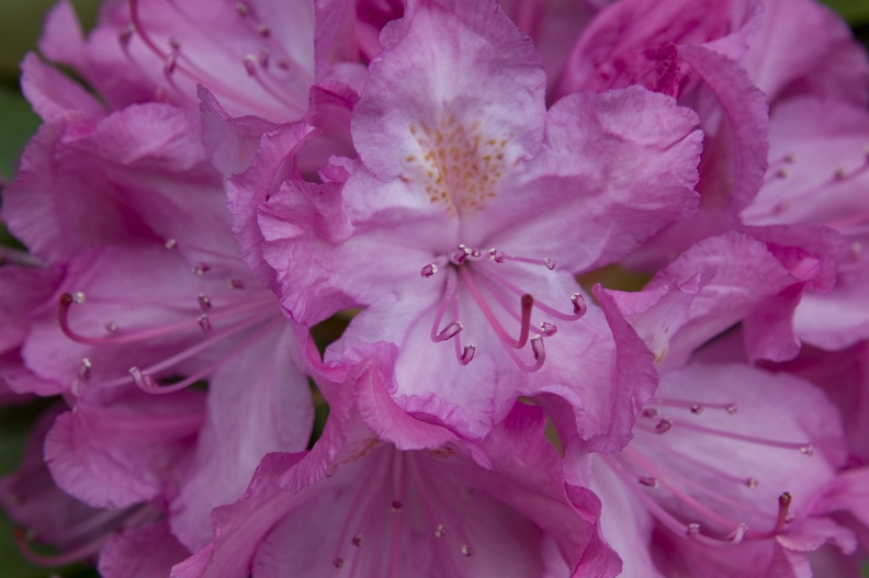 308_3750_Rhododendron.jpg