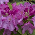 308_3766_Rhododendron.jpg