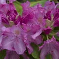 308_3770_Rhododendron.jpg