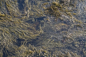 308-8792-Seaweed.jpg