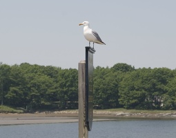 308-9051-Seagull.jpg