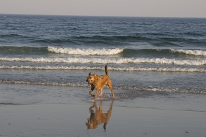 308-9128-Dog-on-Beach.jpg