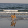 308-9128-Dog-on-Beach.jpg