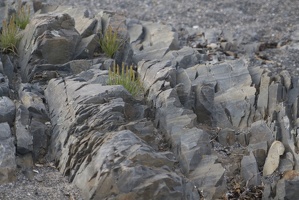 309-1238-Grass-in-the-Rocks.jpg