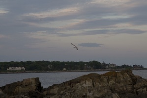 309-1271-Seagull.jpg