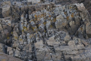 309-1312-Lichen-on-the-Rocks.jpg