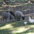 309-1770-Sheep.jpg