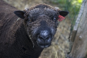 309-1807-Sheep.jpg