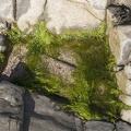 309-2542-Seaweed.jpg