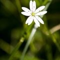 309-2575-Flower.jpg
