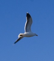 307-8830-SF-Seagull
