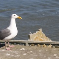 307-9018-SF-Alcatraz-Seagull