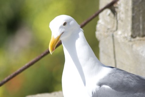 307-9253-SF-Alcatraz-Seagull