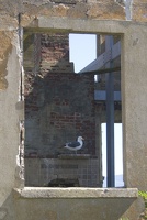 307-9296-SF-Alcatraz-Seagull