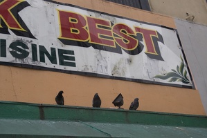 307-6436-Best-Pigeons