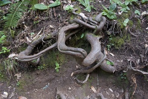 307-7512-Muir-Woods-Twisted-Root