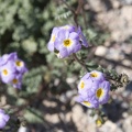 310-2270-Death-Valley-Wildflowers.jpg