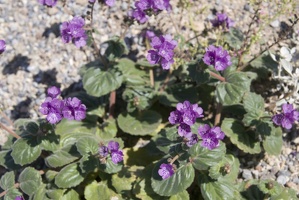 310-2919-Death-Valley-Wildflowers.jpg