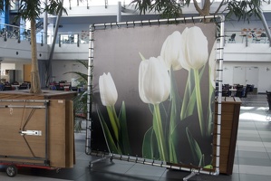 311-8094 Amsterdam Tulips