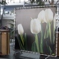 311-8094 Amsterdam Tulips