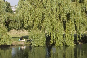 310-8413 Cambridge - Willow on the River Cam