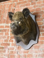 311-4931 St. Petersburg - Gift Shop Boar's Head