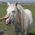 404-3286 Wiltshire Horse